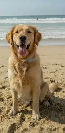 How to Track Your Dog at the Beach: The Complete Aussie Guide
