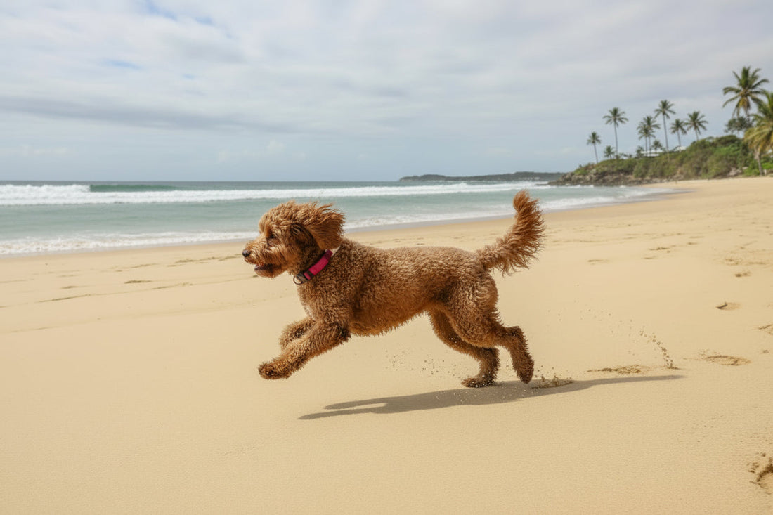 Best Waterproof AirTag Holders for Dogs in 2026 - FETCH