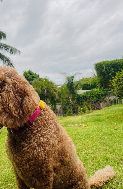 How to Stop Your Dog From Getting Lost: Essential Tips for Australian Pet Owners - FETCH