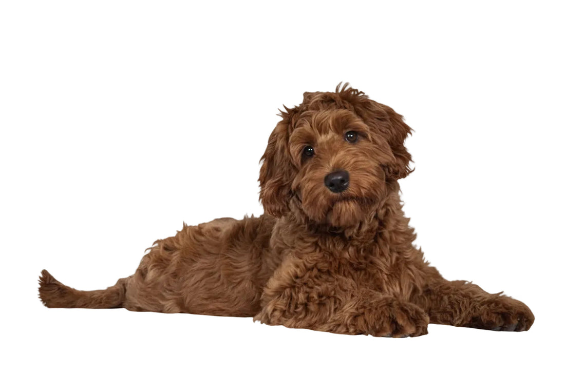 Best AirTag Dog Collar Australia: Keep Your Dog Safe at the Beach and Beyond