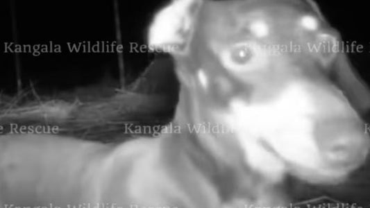 Missing dog Valerie is found safe