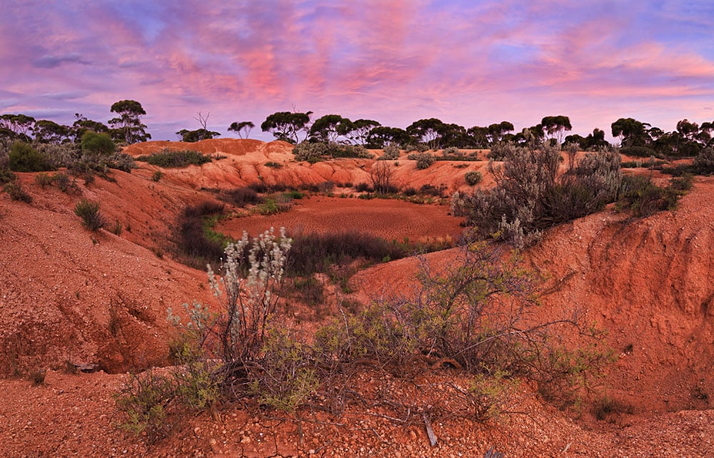 Lost in the Outback: How Bella Found Her Way Home After 3 Weeks Missing