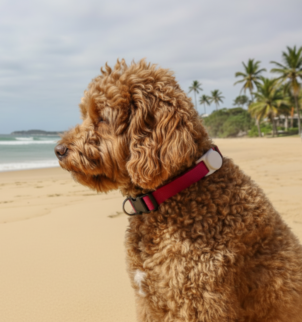 Best AirTag Collar Holders for Dogs in Australia: Complete Guide 2026 - FETCH