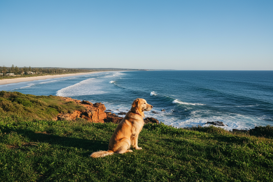 Never Lose Your Dog Again: Why an AirTag Holder Is Every Aussie Pet Owner's Must-Have