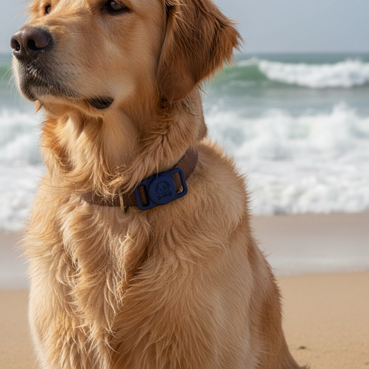The Best Waterproof AirTag Holder for Dogs in Australia (2026 Guide)