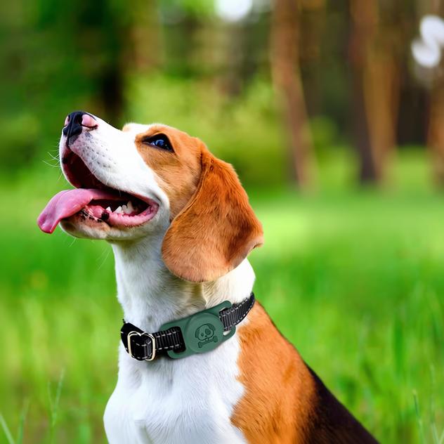 5 Reasons Every Dog Owner Needs an AirTag Collar Holder - FETCH