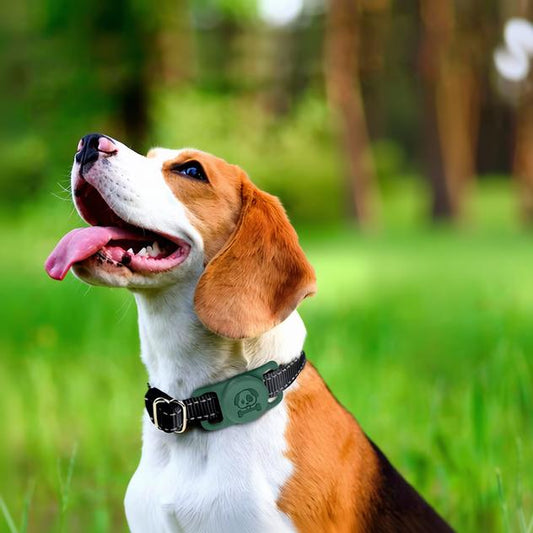5 Reasons Every Dog Owner Needs an AirTag Collar Holder - FETCH