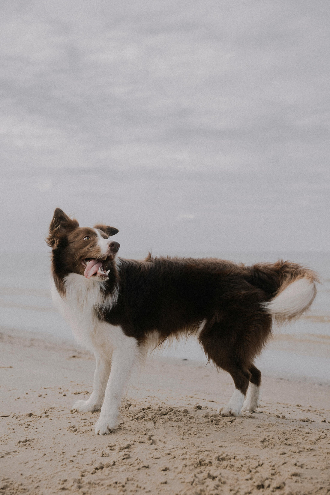 How to Keep Your Dog Safe Outdoors in Australia
