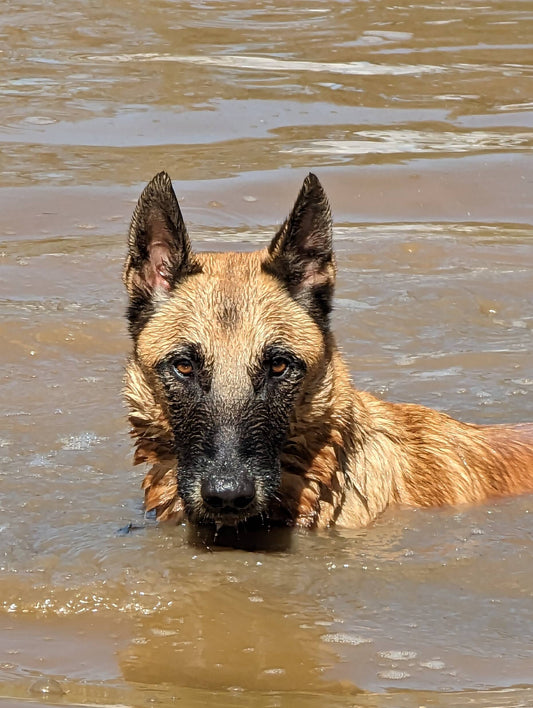 Veteran’s Service Dog (Minjah, VIC)